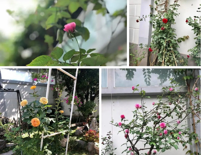 Tận mục biệt thự ngập hoa trái của Lý Hùng - Lê Tuấn Anh - Hình 11 Tan muc biet thu ngap hoa trai cua Ly Hung - Le Tuan Anh-Hinh-11