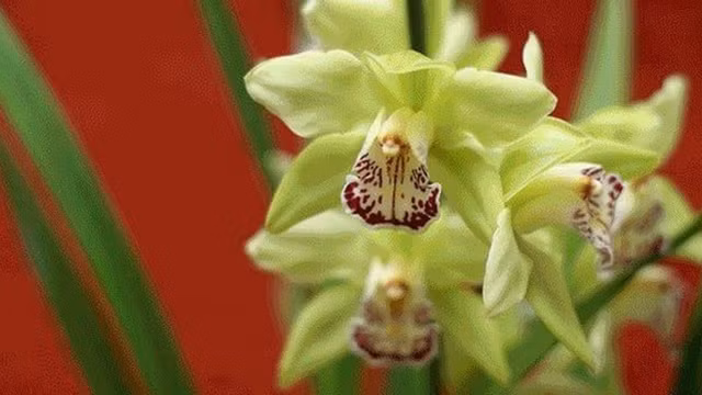 Co tien cung chua chac mua duoc 10 loai hoa nay-Hinh-5