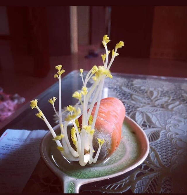 Can canh cac chau bonsai... rau gia vi dep ngan ngo-Hinh-10