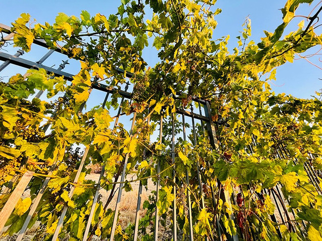 Vo cu Dan Truong thay ao moi cho biet thu 1.500m2 ruc sac hoa-Hinh-10