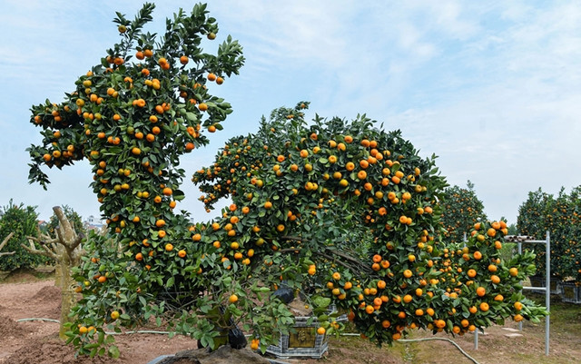 Quyt hinh rong khong lo co gia toi 60 trieu dong cho dai gia ruoc-Hinh-3