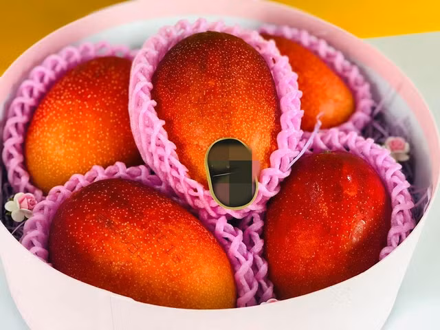 Xoai do Nhat Ban co gi dac biet ma gia chat toi gan 2 trieu/qua?