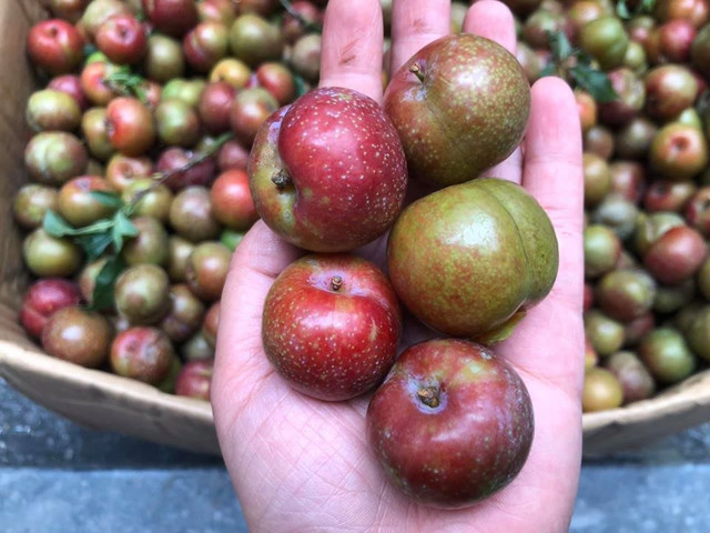 Cách phân biệt mận Trung Quốc và mận Việt Nam - Hình 10 Cach phan biet man Trung Quoc va man Viet Nam-Hinh-10