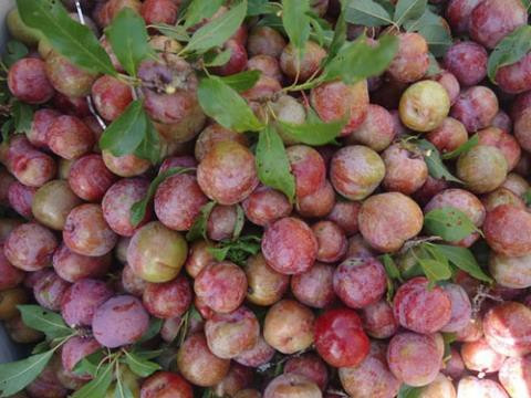 Cách phân biệt mận Trung Quốc và mận Việt Nam - Hình 3 Cach phan biet man Trung Quoc va man Viet Nam-Hinh-3