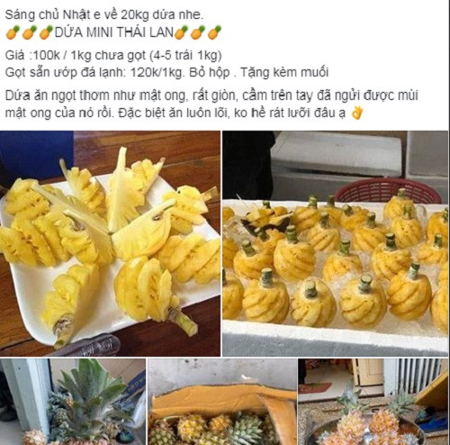 Dứa mini Thái có gì đặc biệt mà dân tình lùng mua với giá chát? Dua mini Thai co gi dac biet ma dan tinh lung mua voi gia chat?