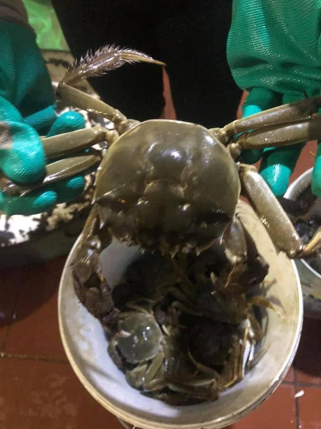 4 loại cua đặc sản, ngon trứ danh Việt Nam đắt cỡ nào? 4 loai cua dac san, ngon tru danh Viet Nam dat co nao?