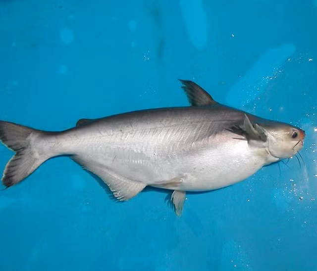 Ca “dai gia” nuc tieng Nam Bo dat co nao?-Hinh-3