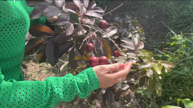 Đi xem vườn cây 600 m2 sum suê trái của MC Cát Tường - Hình 3 Di xem vuon cay 600 m2 sum sue trai cua MC Cat Tuong-Hinh-3