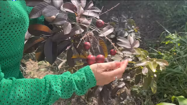 Di xem vuon cay 600 m2 sum sue trai cua MC Cat Tuong-Hinh-3