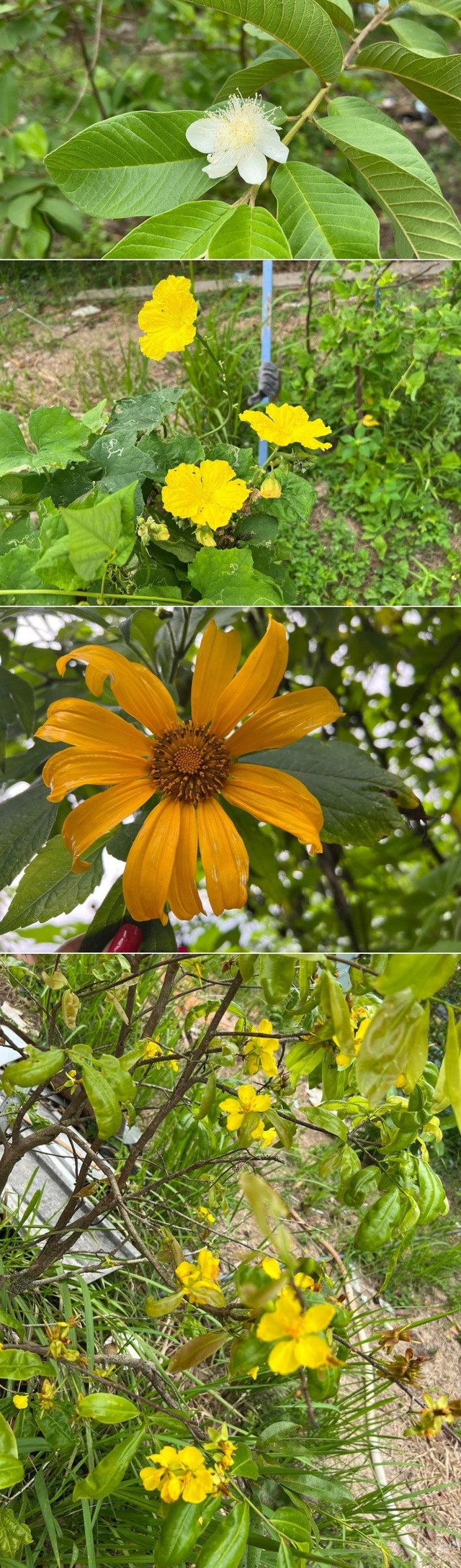 Đi xem vườn cây 600 m2 sum suê trái của MC Cát Tường - Hình 11 Di xem vuon cay 600 m2 sum sue trai cua MC Cat Tuong-Hinh-11