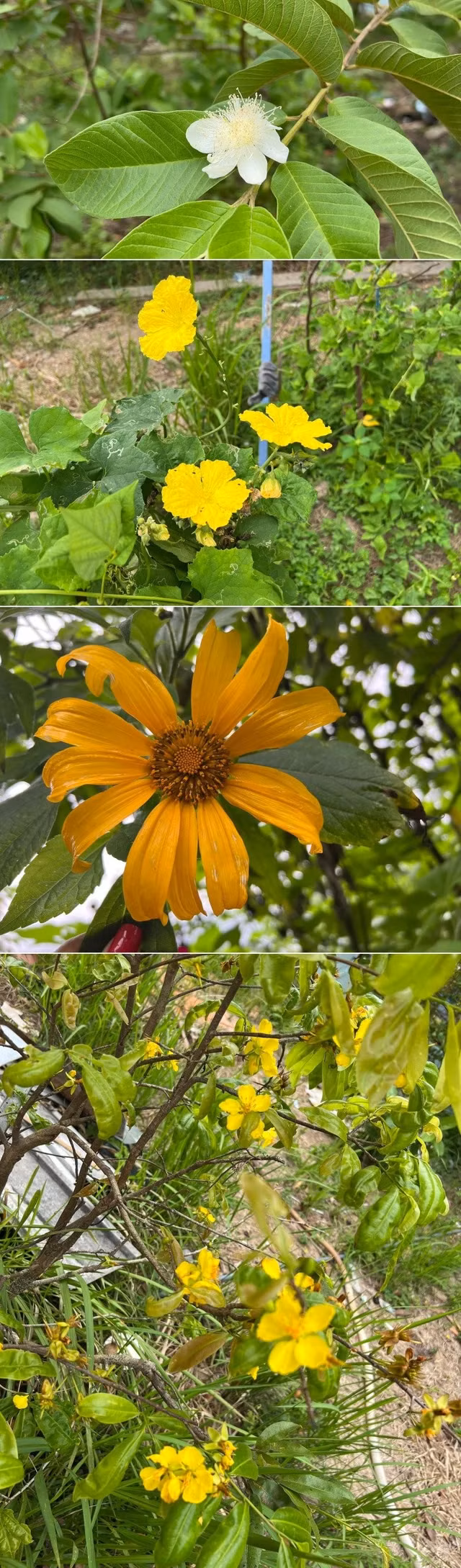 Di xem vuon cay 600 m2 sum sue trai cua MC Cat Tuong-Hinh-11