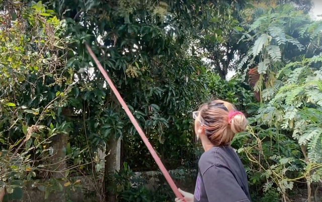 Đi xem vườn cây 600 m2 sum suê trái của MC Cát Tường - Hình 9 Di xem vuon cay 600 m2 sum sue trai cua MC Cat Tuong-Hinh-9