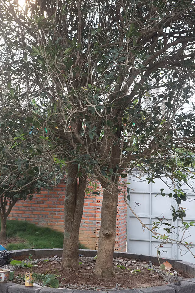 Dai gia san lung loai cay tung duoc trong lam hang rao