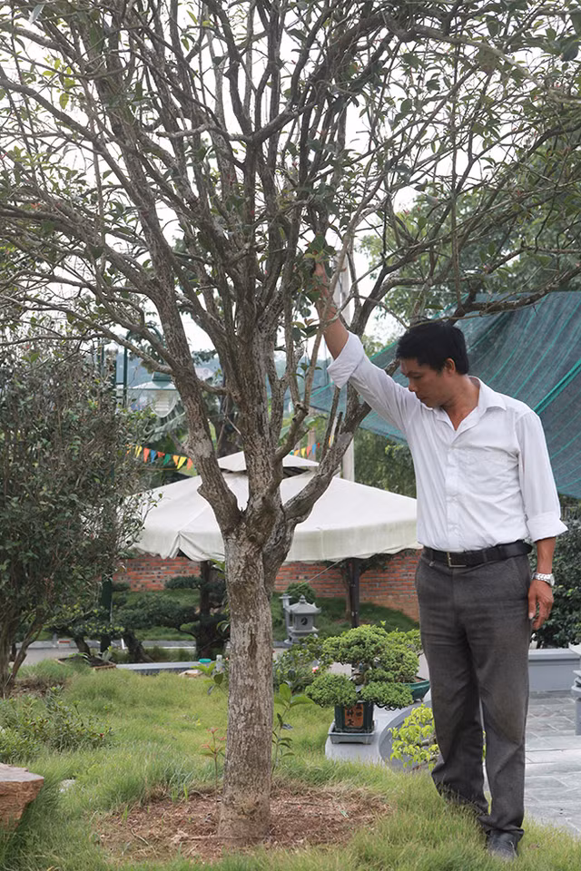 Dai gia san lung loai cay tung duoc trong lam hang rao-Hinh-7
