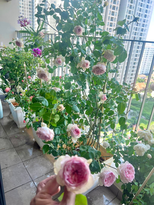 Ly Quy Khanh lai khoe kheo ngoi nha ngap hoa xuan-Hinh-4