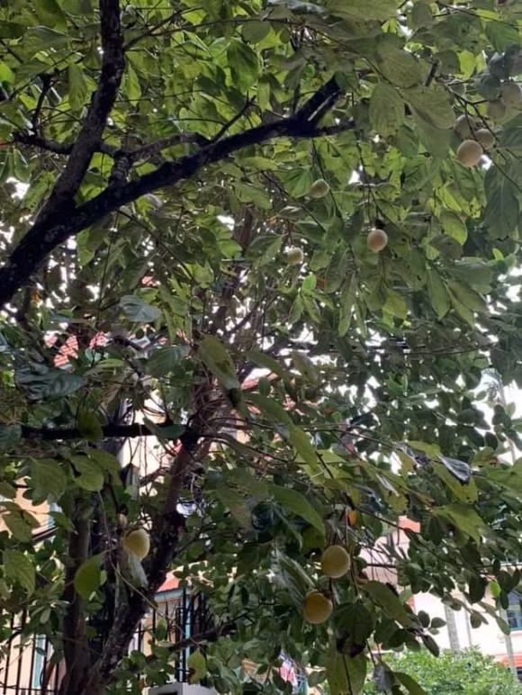 Biet thu xanh muot mat cay trai cua Hoa hau Nguyen Thi Huyen-Hinh-9