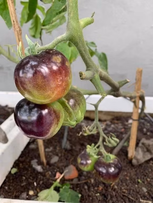 Biet thu xanh muot mat cay trai cua Hoa hau Nguyen Thi Huyen-Hinh-11