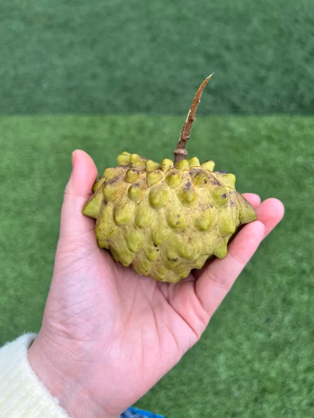 Biet thu xanh muot mat cay trai cua Hoa hau Nguyen Thi Huyen-Hinh-7