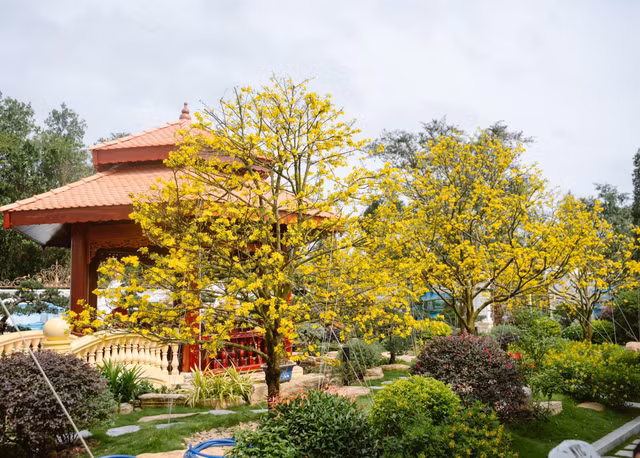 Can canh dinh thu Lang Truyen duoc dat vang rong 3.000m2-Hinh-10