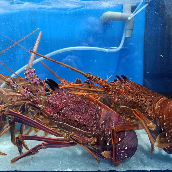 Can trong voi duoi tom hum Uc gia re rao day cho mang-Hinh-10