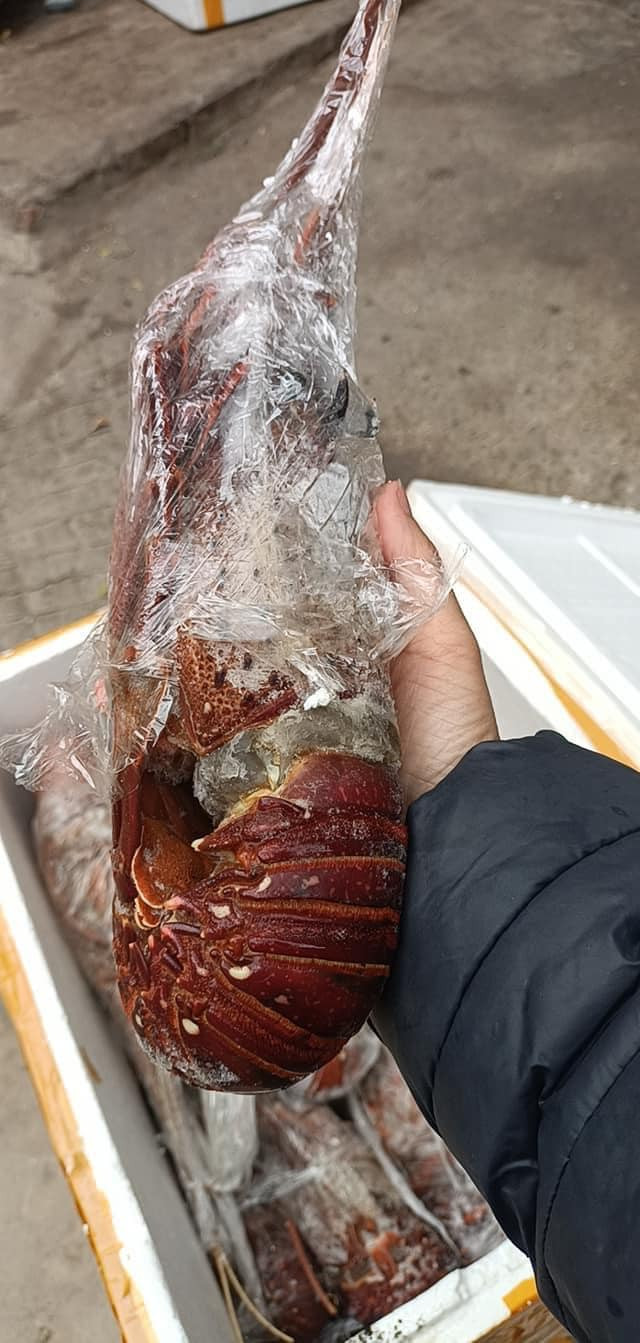 Cẩn trọng với đuôi tôm hùm Úc giá rẻ rao đầy chợ mạng - Hình 6 Can trong voi duoi tom hum Uc gia re rao day cho mang-Hinh-6