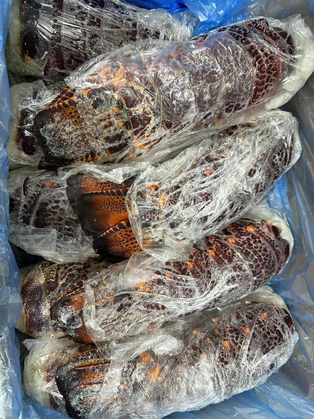 Cẩn trọng với đuôi tôm hùm Úc giá rẻ rao đầy chợ mạng - Hình 5 Can trong voi duoi tom hum Uc gia re rao day cho mang-Hinh-5