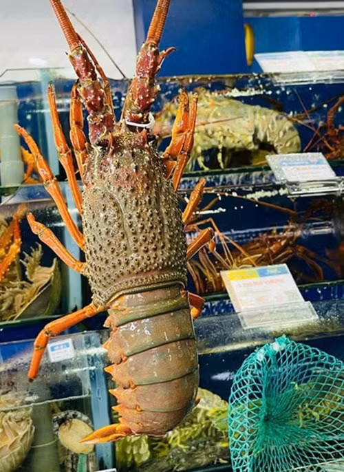 Can trong voi duoi tom hum Uc gia re rao day cho mang-Hinh-9