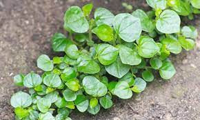 Điểm danh 3 loại rau dại ở Việt Nam nhưng được săn lùng ở nước ngoài - Hình 7 Diem danh 3 loai rau dai o Viet Nam nhung duoc san lung o nuoc ngoai-Hinh-7