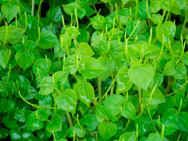 Điểm danh 3 loại rau dại ở Việt Nam nhưng được săn lùng ở nước ngoài - Hình 9 Diem danh 3 loai rau dai o Viet Nam nhung duoc san lung o nuoc ngoai-Hinh-9