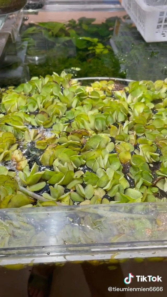 Điểm danh 3 loại rau dại ở Việt Nam nhưng được săn lùng ở nước ngoài - Hình 3 Diem danh 3 loai rau dai o Viet Nam nhung duoc san lung o nuoc ngoai-Hinh-3