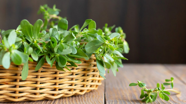 Điểm danh 3 loại rau dại ở Việt Nam nhưng được săn lùng ở nước ngoài - Hình 5 Diem danh 3 loai rau dai o Viet Nam nhung duoc san lung o nuoc ngoai-Hinh-5