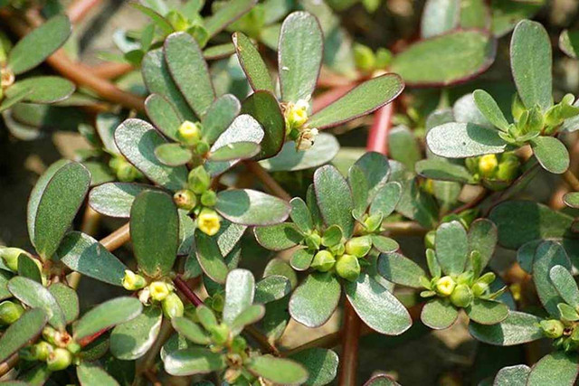 Điểm danh 3 loại rau dại ở Việt Nam nhưng được săn lùng ở nước ngoài - Hình 4 Diem danh 3 loai rau dai o Viet Nam nhung duoc san lung o nuoc ngoai-Hinh-4