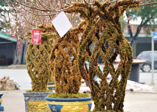 Những cành đào lộc bình độc lạ - Hình 3 Nhung canh dao loc binh doc la-Hinh-3