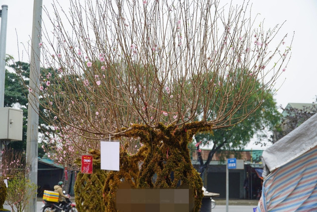 Những cành đào lộc bình độc lạ - Hình 11 Nhung canh dao loc binh doc la-Hinh-11