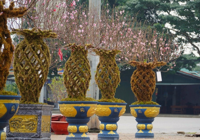 Những cành đào lộc bình độc lạ - Hình 2 Nhung canh dao loc binh doc la-Hinh-2