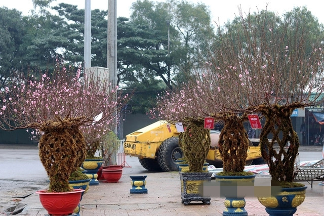 Những cành đào lộc bình độc lạ - Hình 7 Nhung canh dao loc binh doc la-Hinh-7