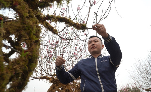 Những cành đào lộc bình độc lạ - Hình 4 Nhung canh dao loc binh doc la-Hinh-4