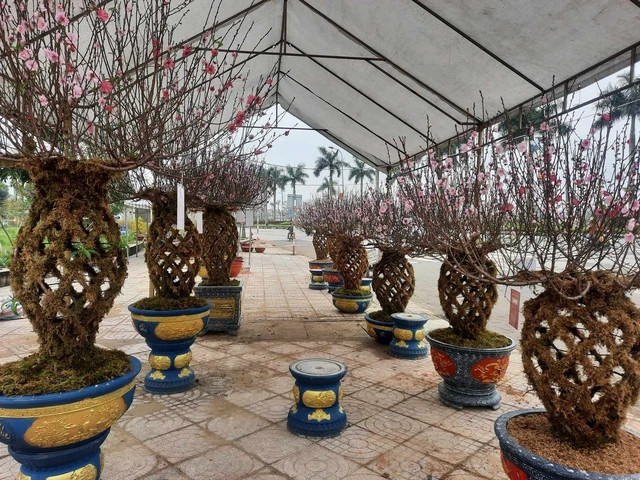 Những cành đào lộc bình độc lạ Nhung canh dao loc binh doc la