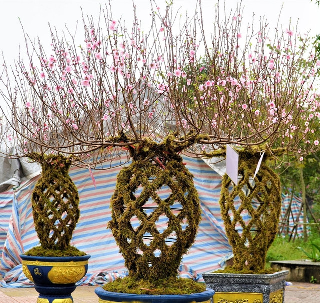 Những cành đào lộc bình độc lạ - Hình 9 Nhung canh dao loc binh doc la-Hinh-9