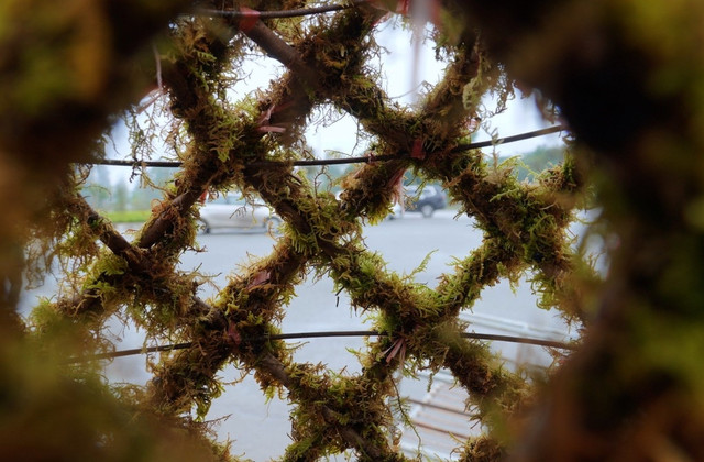 Những cành đào lộc bình độc lạ - Hình 6 Nhung canh dao loc binh doc la-Hinh-6