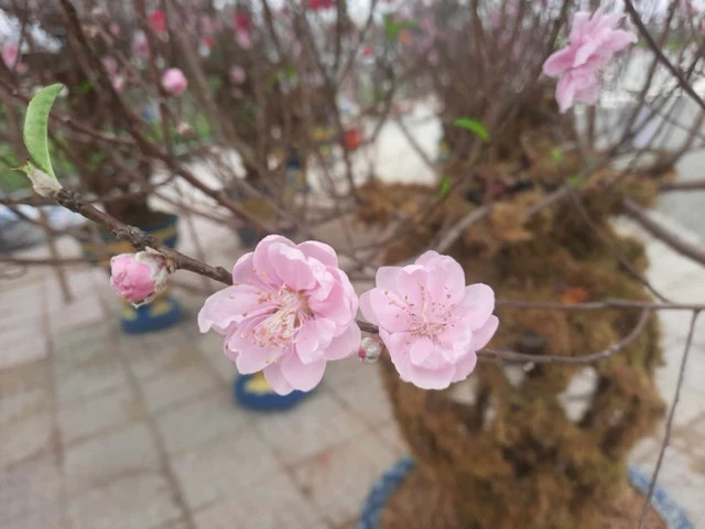 Những cành đào lộc bình độc lạ - Hình 12 Nhung canh dao loc binh doc la-Hinh-12