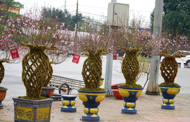 Những cành đào lộc bình độc lạ - Hình 10 Nhung canh dao loc binh doc la-Hinh-10