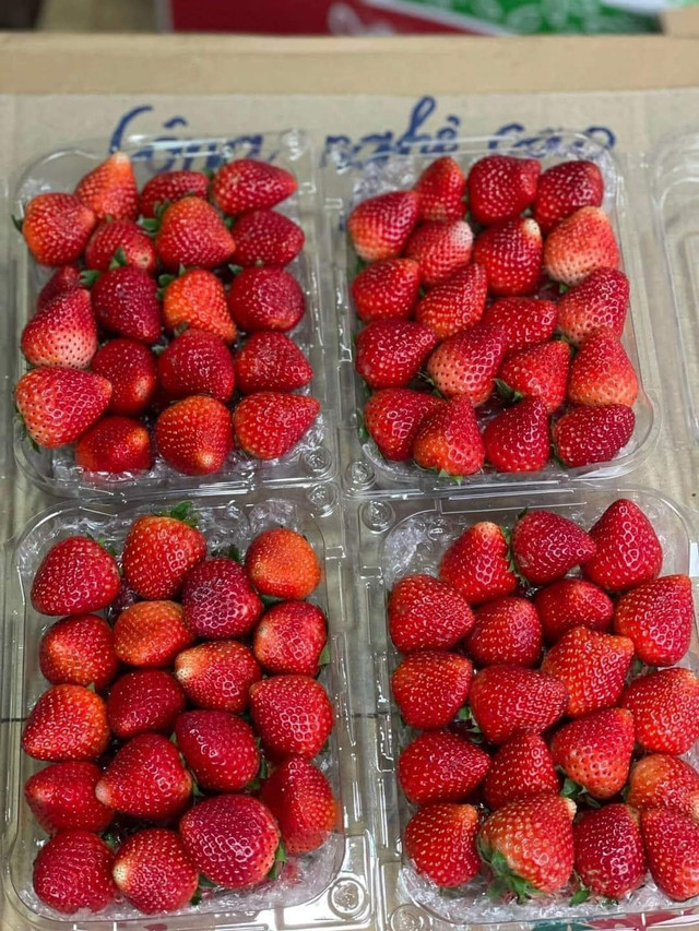 Cach phan biet dau tay Moc Chau voi dau Trung Quoc the nao?-Hinh-7