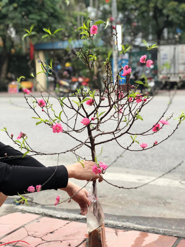 Đào, quất mini bất ngờ đắt hàng ngày cận Tết - Hình 5 Dao, quat mini bat ngo dat hang ngay can Tet-Hinh-5