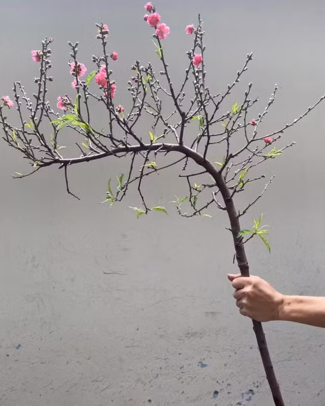 Đào, quất mini bất ngờ đắt hàng ngày cận Tết - Hình 6 Dao, quat mini bat ngo dat hang ngay can Tet-Hinh-6