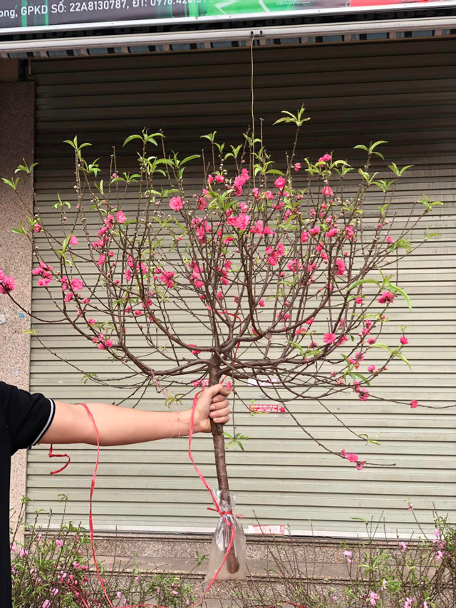 Đào, quất mini bất ngờ đắt hàng ngày cận Tết - Hình 4 Dao, quat mini bat ngo dat hang ngay can Tet-Hinh-4