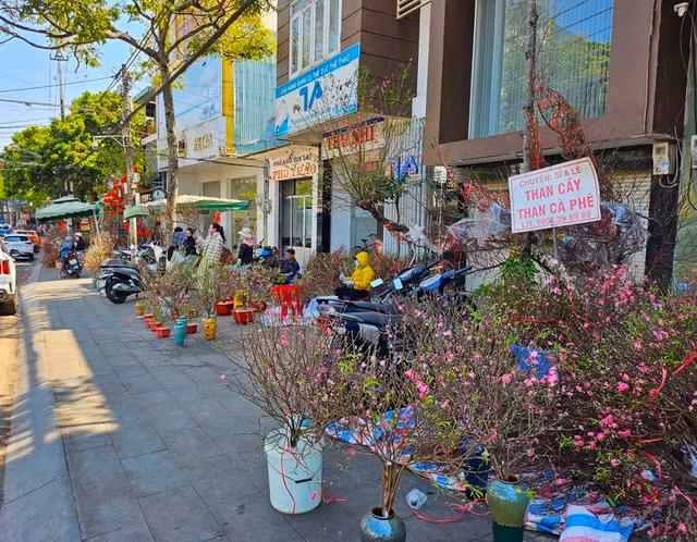 Đào, quất mini bất ngờ đắt hàng ngày cận Tết - Hình 7 Dao, quat mini bat ngo dat hang ngay can Tet-Hinh-7