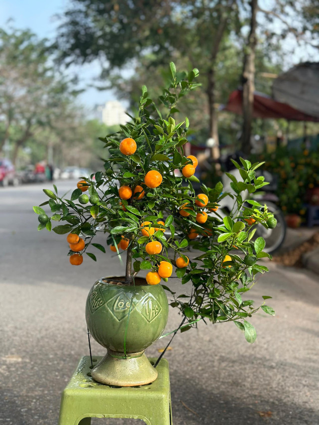 Đào, quất mini bất ngờ đắt hàng ngày cận Tết - Hình 10 Dao, quat mini bat ngo dat hang ngay can Tet-Hinh-10