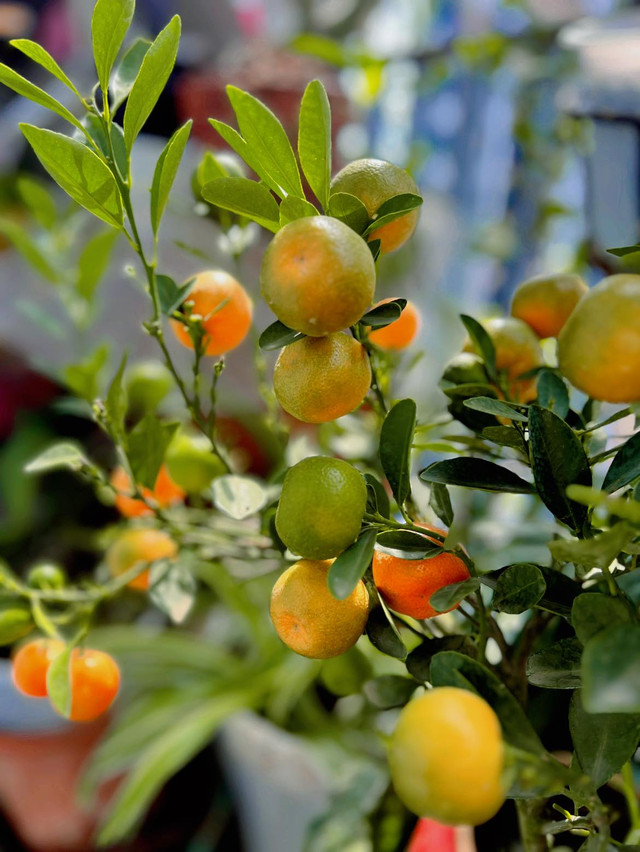 Cận cảnh không gian sống ngập sắc xuân của MC Diễm Quỳnh - Hình 8 Can canh khong gian song ngap sac xuan cua MC Diem Quynh-Hinh-8