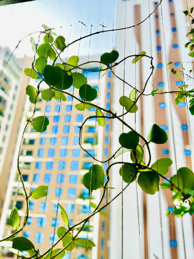 Cận cảnh không gian sống ngập sắc xuân của MC Diễm Quỳnh - Hình 2 Can canh khong gian song ngap sac xuan cua MC Diem Quynh-Hinh-2